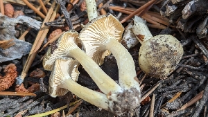  ( - HAY-F-001472)  @11 [ ] c (2023) Michelle C. Torres-Grant Fungal Diversity Survey