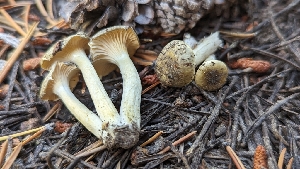  ( - HAY-F-001472)  @11 [ ] c (2023) Michelle C. Torres-Grant Fungal Diversity Survey