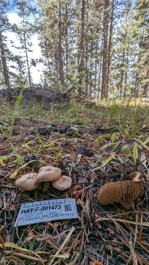  ( - HAY-F-001473)  @11 [ ] c (2023) Michelle C. Torres-Grant Fungal Diversity Survey