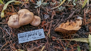  ( - HAY-F-001473)  @11 [ ] c (2023) Michelle C. Torres-Grant Fungal Diversity Survey