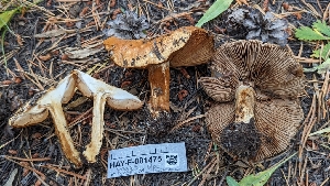  ( - HAY-F-001475)  @11 [ ] c (2023) Michelle C. Torres-Grant Fungal Diversity Survey