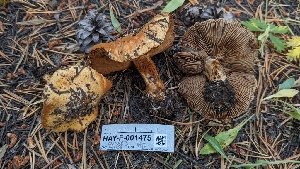 ( - HAY-F-001475)  @11 [ ] c (2023) Michelle C. Torres-Grant Fungal Diversity Survey