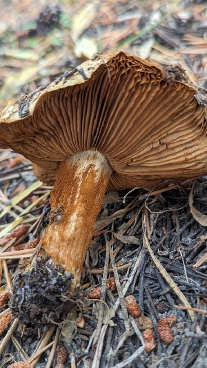  ( - HAY-F-001475)  @11 [ ] c (2023) Michelle C. Torres-Grant Fungal Diversity Survey