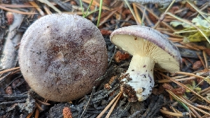  (Lactarius sp. montanus-CA01 - HAY-F-001478)  @11 [ ] c (2023) Michelle C. Torres-Grant Fungal Diversity Survey
