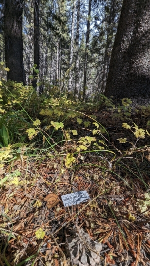  ( - HAY-F-001479)  @11 [ ] c (2023) Michelle C. Torres-Grant Fungal Diversity Survey