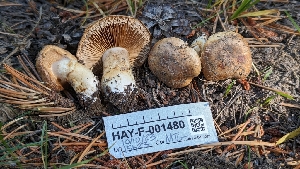  ( - HAY-F-001480)  @11 [ ] c (2023) Michelle C. Torres-Grant Fungal Diversity Survey