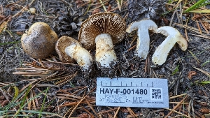  ( - HAY-F-001480)  @11 [ ] c (2023) Michelle C. Torres-Grant Fungal Diversity Survey