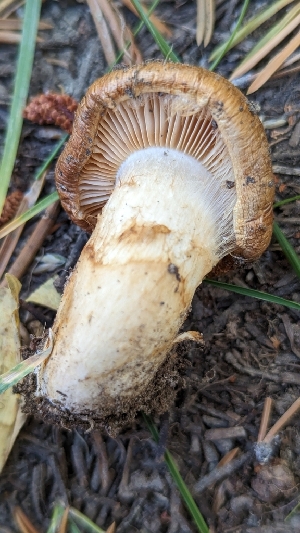  ( - HAY-F-001480)  @11 [ ] c (2023) Michelle C. Torres-Grant Fungal Diversity Survey