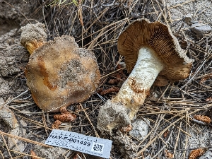  (Cortinarius subfoetens - HAY-F-001459)  @11 [ ] c (2023) Michelle C. Torres-Grant Fungal Diversity Survey