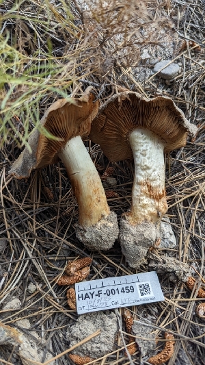  ( - HAY-F-001459)  @11 [ ] c (2023) Michelle C. Torres-Grant Fungal Diversity Survey