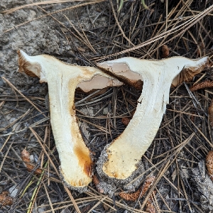 ( - HAY-F-001459)  @11 [ ] c (2023) Michelle C. Torres-Grant Fungal Diversity Survey
