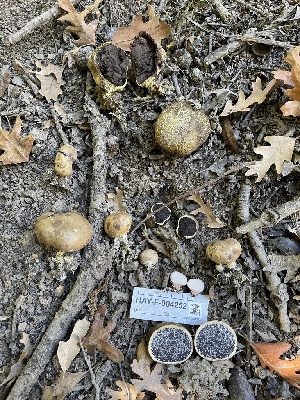  (Scleroderma sp. IN02 - HAY-F-004252)  @11 [ ] by-nc (2023) Jaren Hockert Fungal Diversity Survey