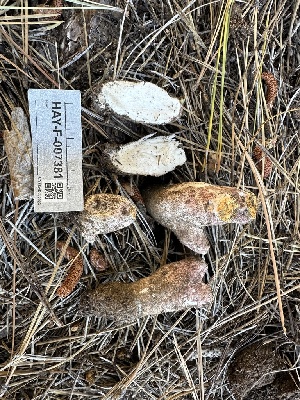  ( - HAY-F-007381)  @11 [ ] by-nc (2023) Bat Vardeh Fungal Diversity Survey