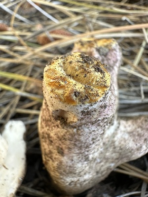  ( - HAY-F-007381)  @11 [ ] by-nc (2023) Bat Vardeh Fungal Diversity Survey