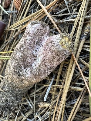  ( - HAY-F-007381)  @11 [ ] by-nc (2023) Bat Vardeh Fungal Diversity Survey