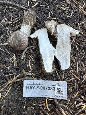  ( - HAY-F-007383)  @11 [ ] by-nc (2023) Bat Vardeh Fungal Diversity Survey