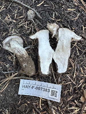 ( - HAY-F-007383)  @11 [ ] by-nc (2023) Bat Vardeh Fungal Diversity Survey