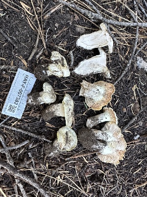 ( - HAY-F-007382)  @11 [ ] by-nc (2023) Bat Vardeh Fungal Diversity Survey
