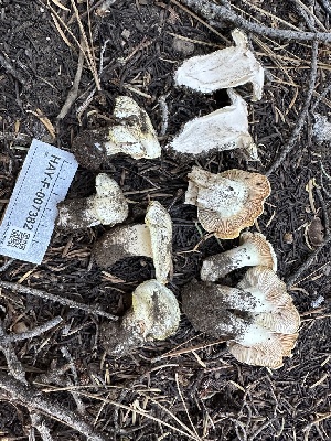  ( - HAY-F-007382)  @11 [ ] by-nc (2023) Bat Vardeh Fungal Diversity Survey