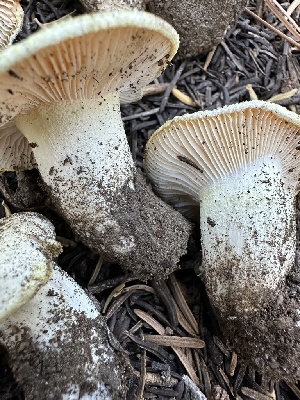  ( - HAY-F-007382)  @11 [ ] by-nc (2023) Bat Vardeh Fungal Diversity Survey