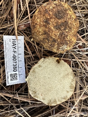  ( - HAY-F-007380)  @11 [ ] by-nc (2023) Bat Vardeh Fungal Diversity Survey