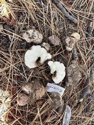  ( - HAY-F-007379)  @11 [ ] by-nc (2023) Bat Vardeh Fungal Diversity Survey