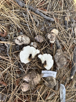  ( - HAY-F-007379)  @11 [ ] by-nc (2023) Bat Vardeh Fungal Diversity Survey