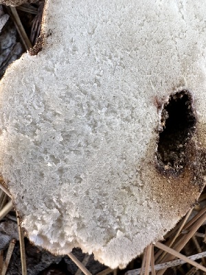  ( - HAY-F-007379)  @11 [ ] by-nc (2023) Bat Vardeh Fungal Diversity Survey