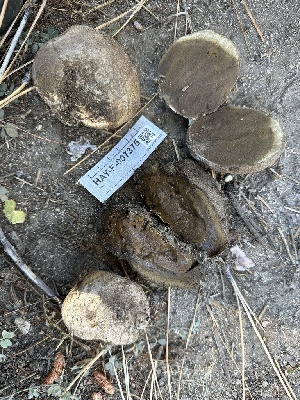  ( - HAY-F-007375)  @11 [ ] by-nc (2023) Bat Vardeh Fungal Diversity Survey