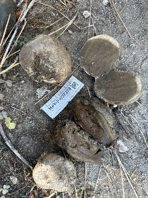  ( - HAY-F-007375)  @11 [ ] by-nc (2023) Bat Vardeh Fungal Diversity Survey
