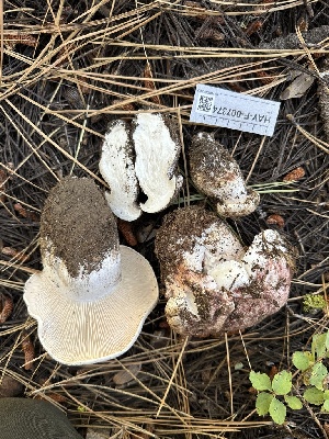  ( - HAY-F-007374)  @11 [ ] by-nc (2023) Bat Vardeh Fungal Diversity Survey