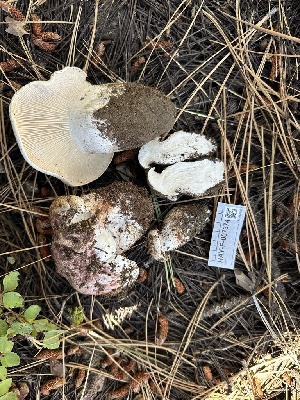  ( - HAY-F-007374)  @11 [ ] by-nc (2023) Bat Vardeh Fungal Diversity Survey