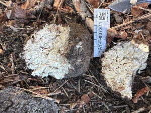  ( - HAY-F-007371)  @11 [ ] by-nc (2023) Bat Vardeh Fungal Diversity Survey