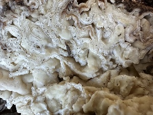  ( - HAY-F-007371)  @11 [ ] by-nc (2023) Bat Vardeh Fungal Diversity Survey