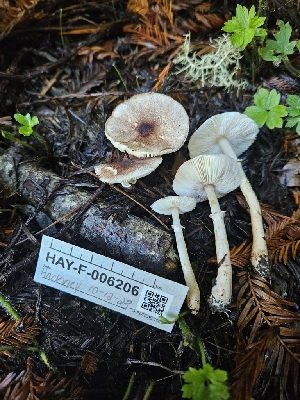  ( - HAY-F-006206)  @11 [ ] by (2023) Mandy Hackney Fungal Diversity Survey