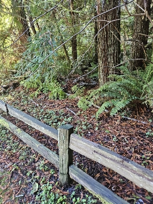  ( - HAY-F-006207)  @11 [ ] by (2023) Mandy Hackney Fungal Diversity Survey