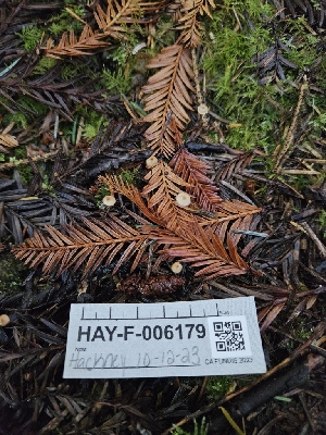  ( - HAY-F-006179)  @11 [ ] by (2023) Mandy Hackney Fungal Diversity Survey