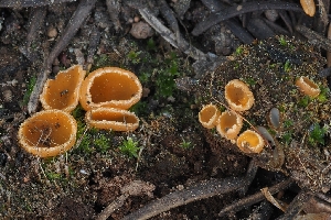 ( - HAY-F-004872)  @11 [ ] by-nc (2023) Warren Cardimona Fungal Diversity Survey