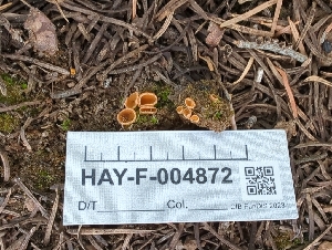  ( - HAY-F-004872)  @11 [ ] by-nc (2023) Warren Cardimona Fungal Diversity Survey