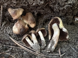  ( - LA-F-000169)  @11 [ ] c (2023) Rudy Diaz Fungal Diversity Survey