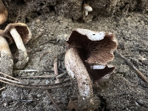  ( - LA-F-000169)  @11 [ ] c (2023) Rudy Diaz Fungal Diversity Survey