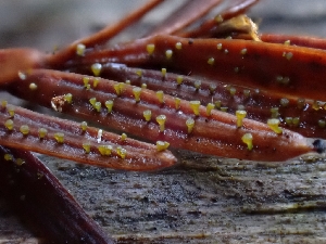  (Chloroscypha chloromela - HAY-F-006229)  @11 [ ] by (2023) Mandy Hackney Fungal Diversity Survey