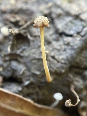  ( - HAY-F-004263)  @11 [ ] by-nc (2023) Jaren Hockert Fungal Diversity Survey