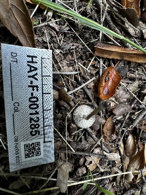  (Pluteus keselakii - HAY-F-001285)  @11 [ ] by-nc (2023) Aaron Tupac Fungal Diversity Survey