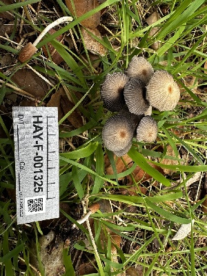  (Parasola sp. setulosa-CA01 - HAY-F-001325)  @11 [ ] by-nc (2023) Aaron Tupac Fungal Diversity Survey