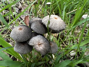  ( - HAY-F-001325)  @11 [ ] by-nc (2023) Aaron Tupac Fungal Diversity Survey