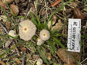  ( - HAY-F-001325)  @11 [ ] by-nc (2023) Aaron Tupac Fungal Diversity Survey