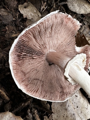  ( - HAY-F-001320)  @11 [ ] by-nc (2023) Aaron Tupac Fungal Diversity Survey