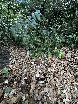  ( - HAY-F-001320)  @11 [ ] by-nc (2023) Aaron Tupac Fungal Diversity Survey