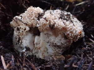  (Ramaria sp. subviolacea-PNW01 - HAY-F-003561)  @11 [ ] by-nc (2023) Sadie Hickey Fungal Diversity Survey
